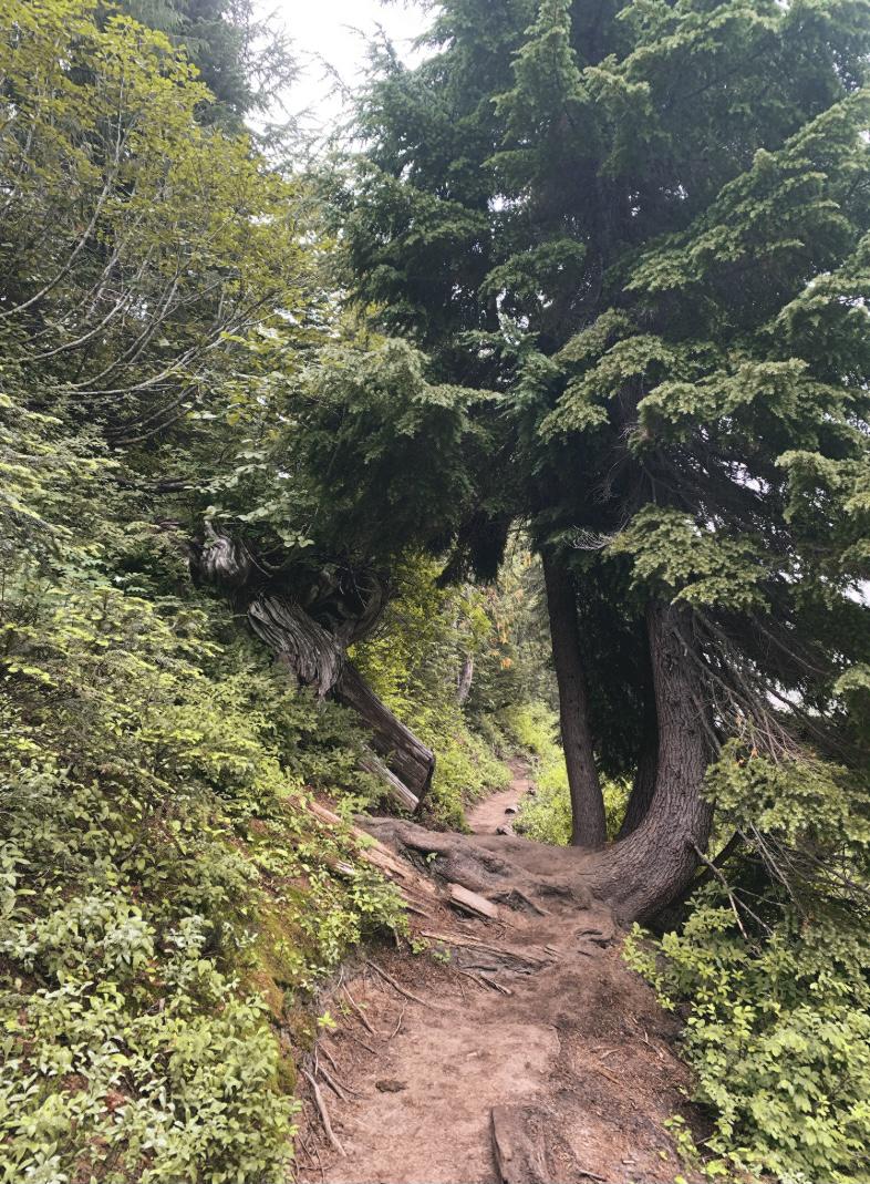 Bench Lake/ Snow Lake trail