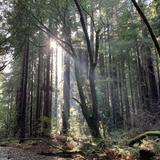 Muir Woods National Monument