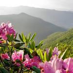 Craggy Gardens Visitor Center