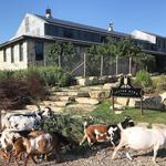 Jester King -- Brewery, Kitchen, Farm & Event Hall