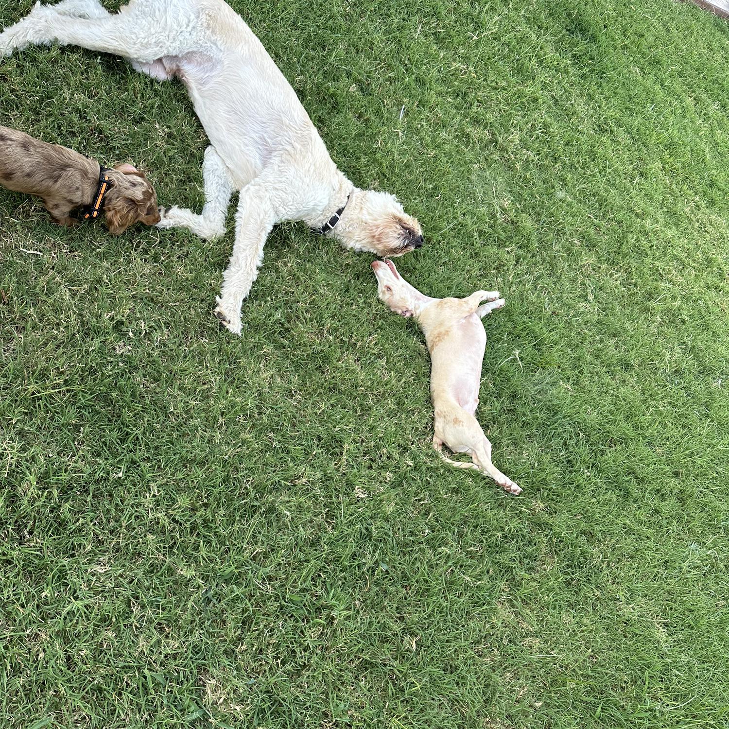 Dog cousins