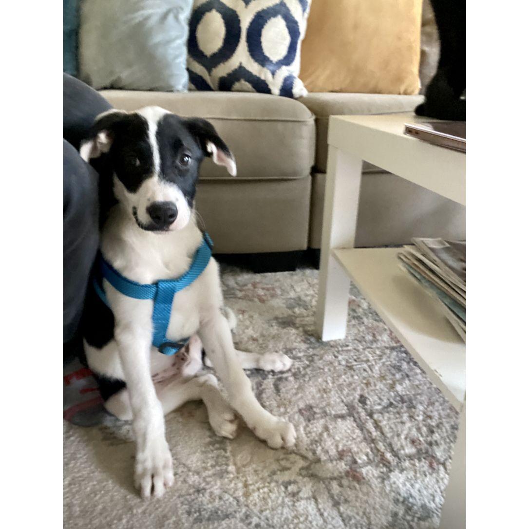 Hank joined our family!
