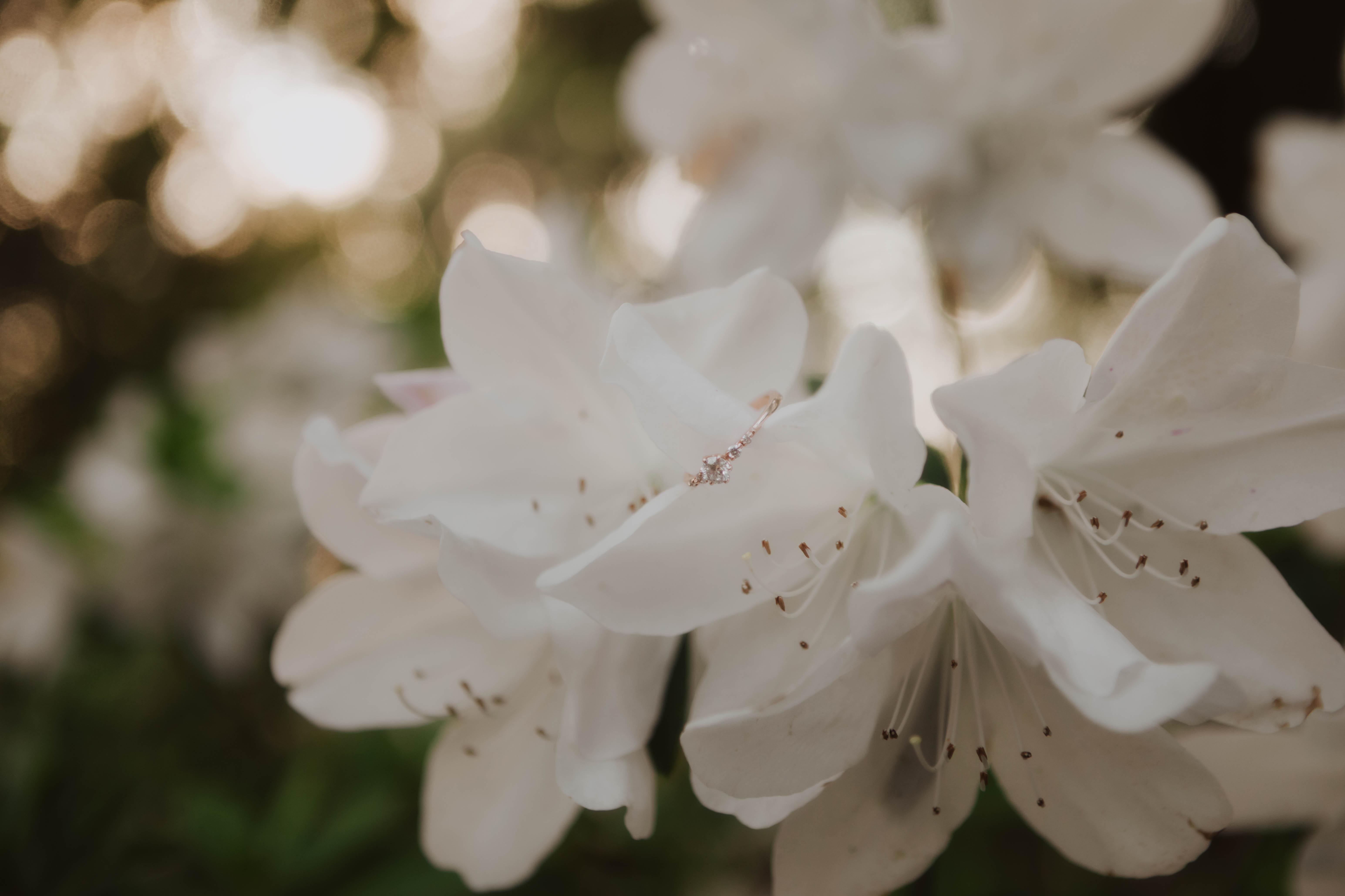 The Wedding Website of Rachel DeBickero and Evan Tosch