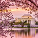 National Cherry Blossom Festival