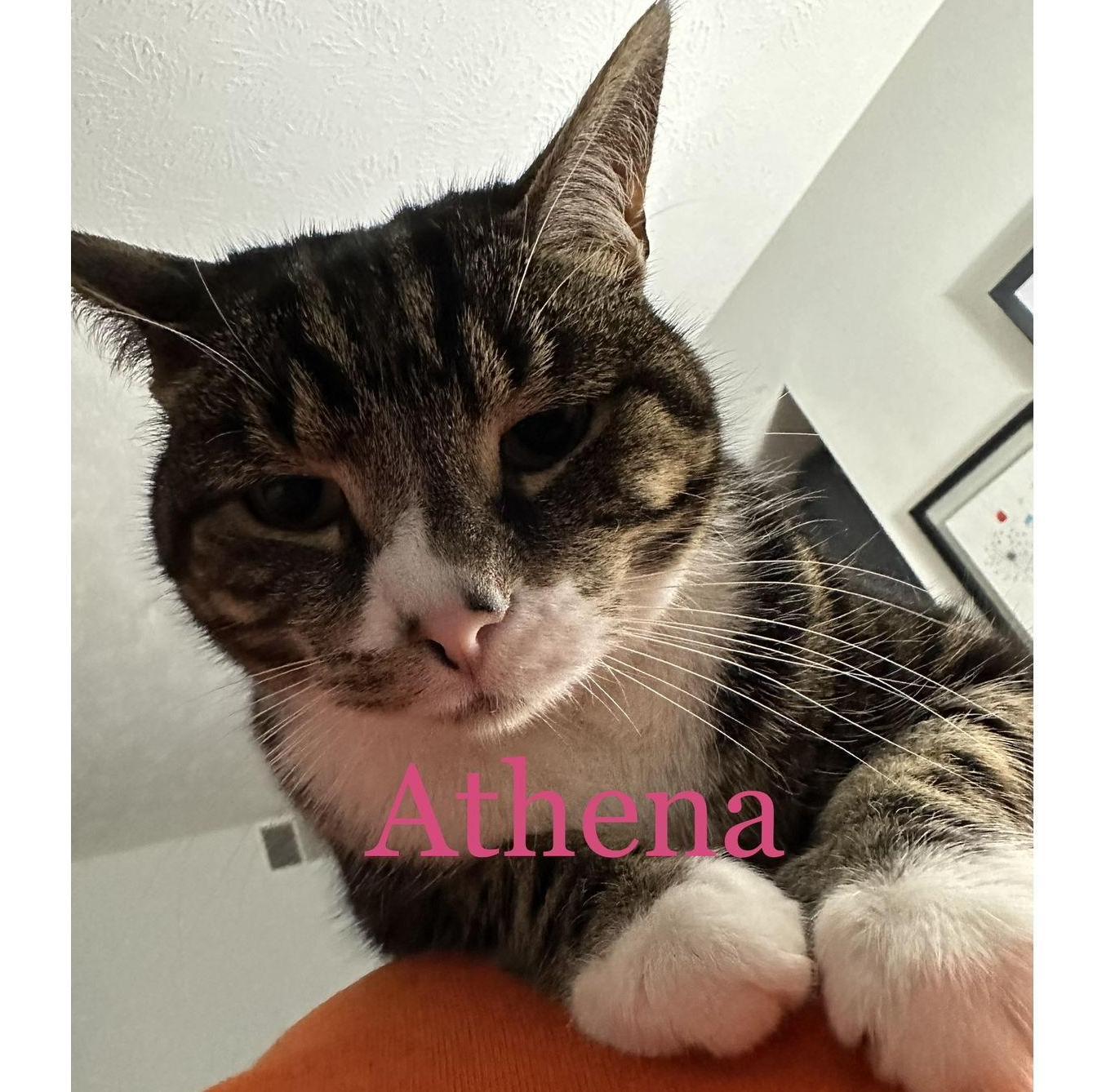 Athena is so sweet, cuddly and loves to play with her sissy, Persephone. She loves a nice refreshing sip of toilet water.