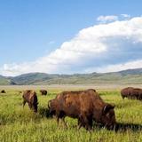 Jackson Hole Wildlife Safaris