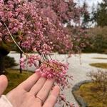 Portland Japanese Garden