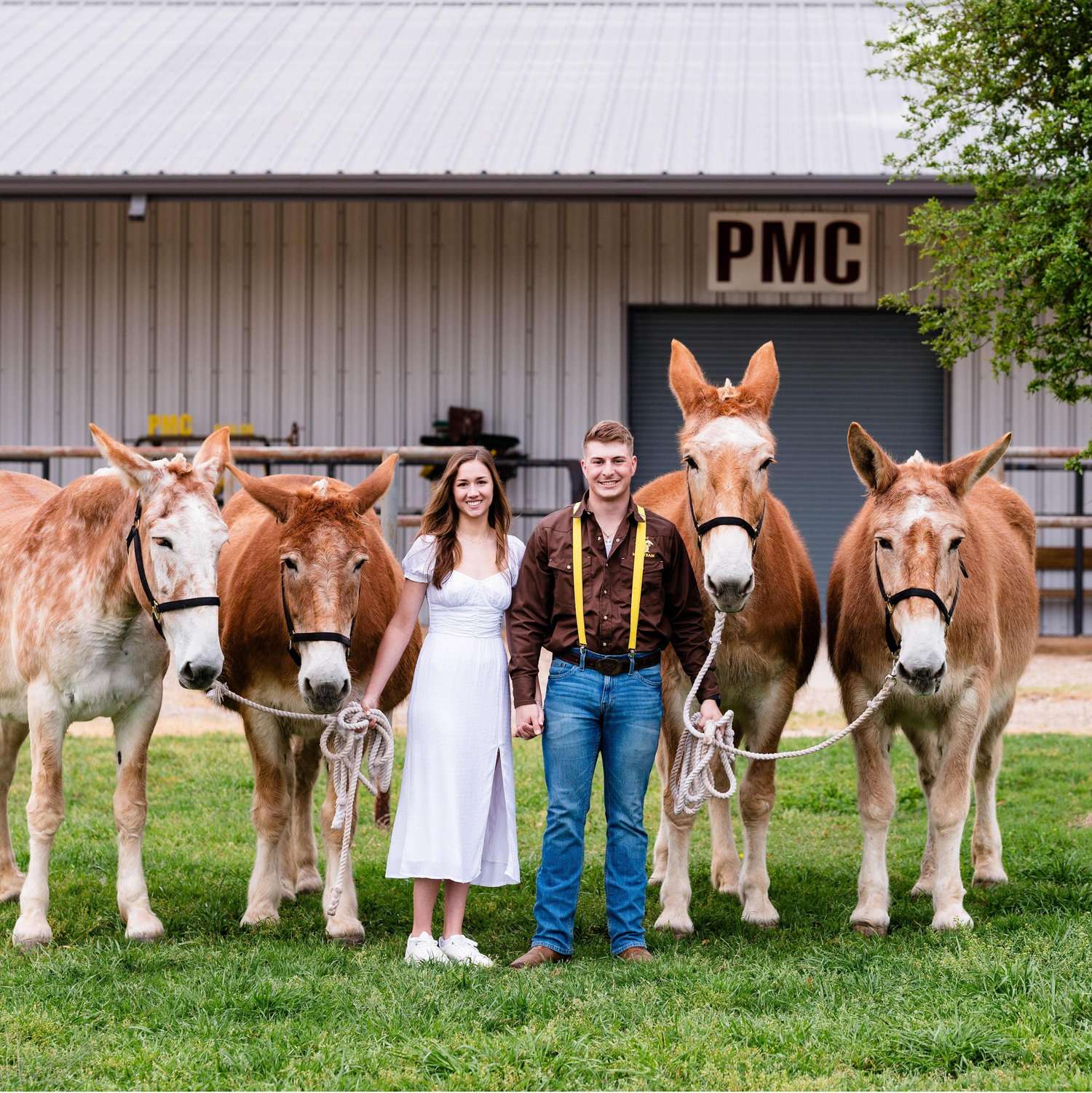 Ruby, Betty, Dixie, and June! The mule teams in the Texas A&M Cavalry