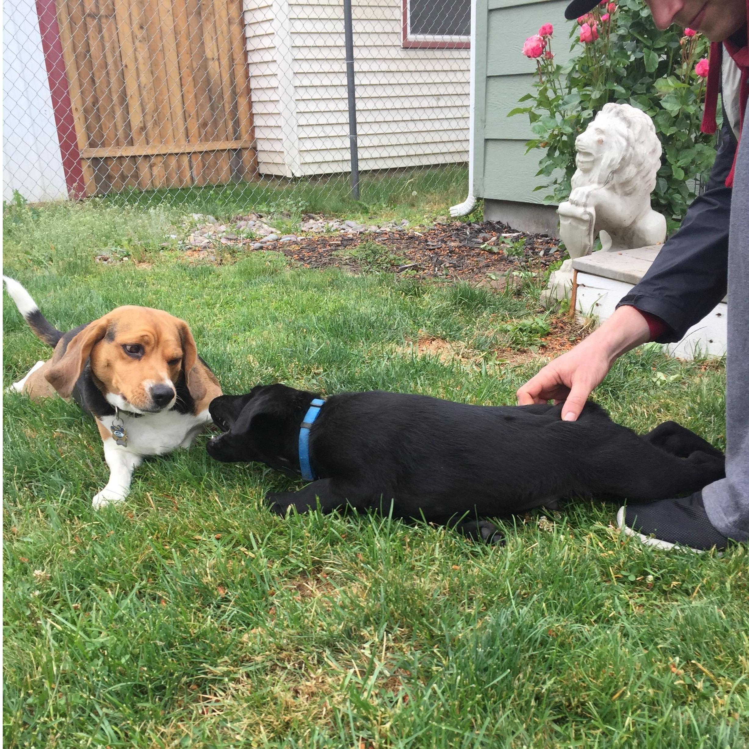 Expanded our family by four paws... Harvey wasn't too keen on the idea.