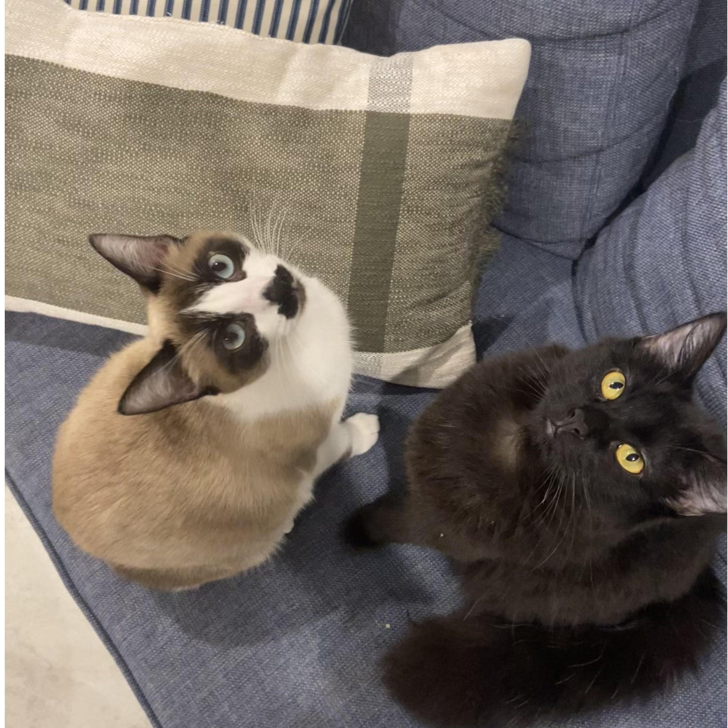 Our cats, Juniper & Eve.
