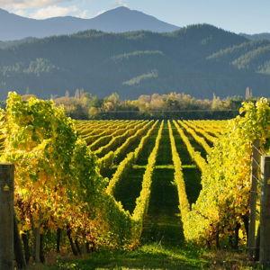 New Zealand Honeymoon - Wine tasting