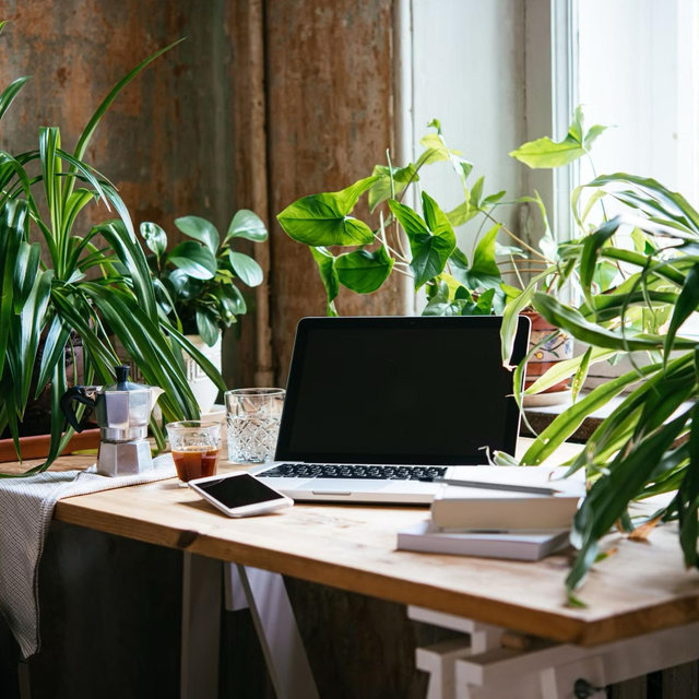 Pflanzen / Plants