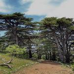 Shouf Biosphere Reserve Barouk Cedar Forest