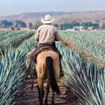 Tequila