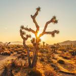 Joshua Tree National Park