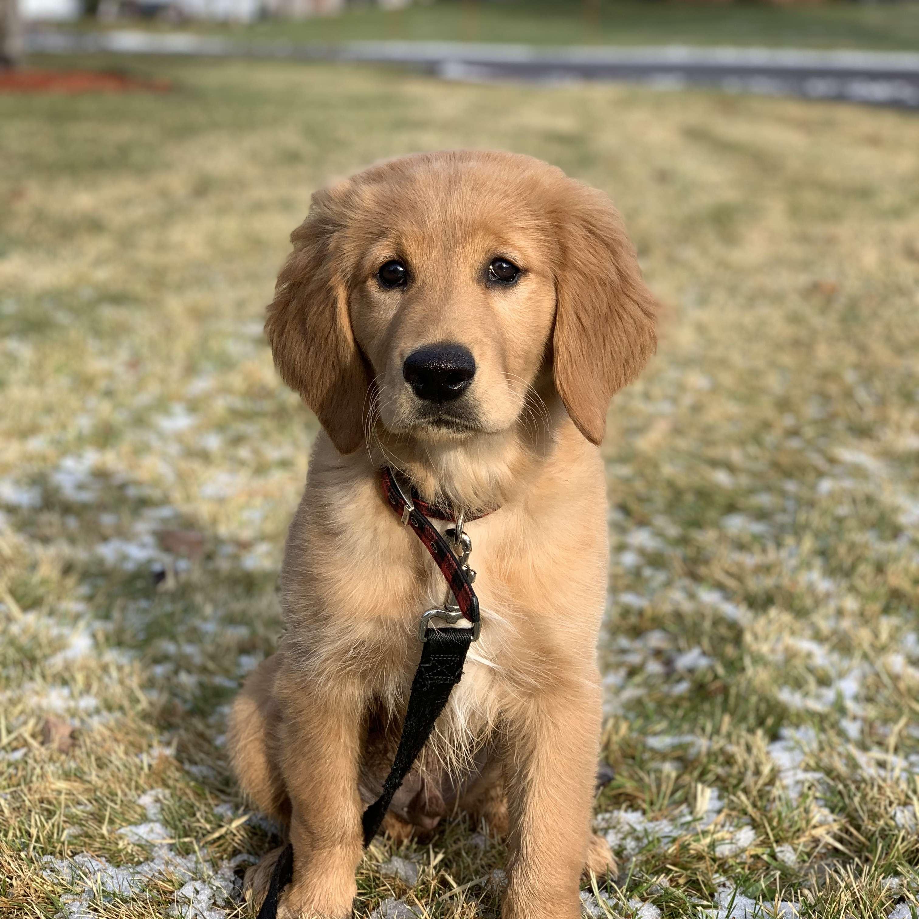 We were inspired by the Guinness Factory to name this little guy Barley