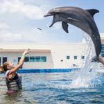Marineland Dolphin Adventure