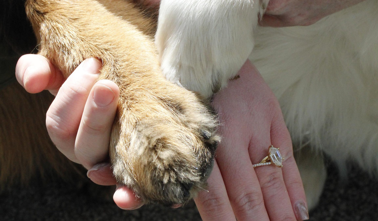 The Wedding Website of Kerrigan Murphy and Caleb Premo