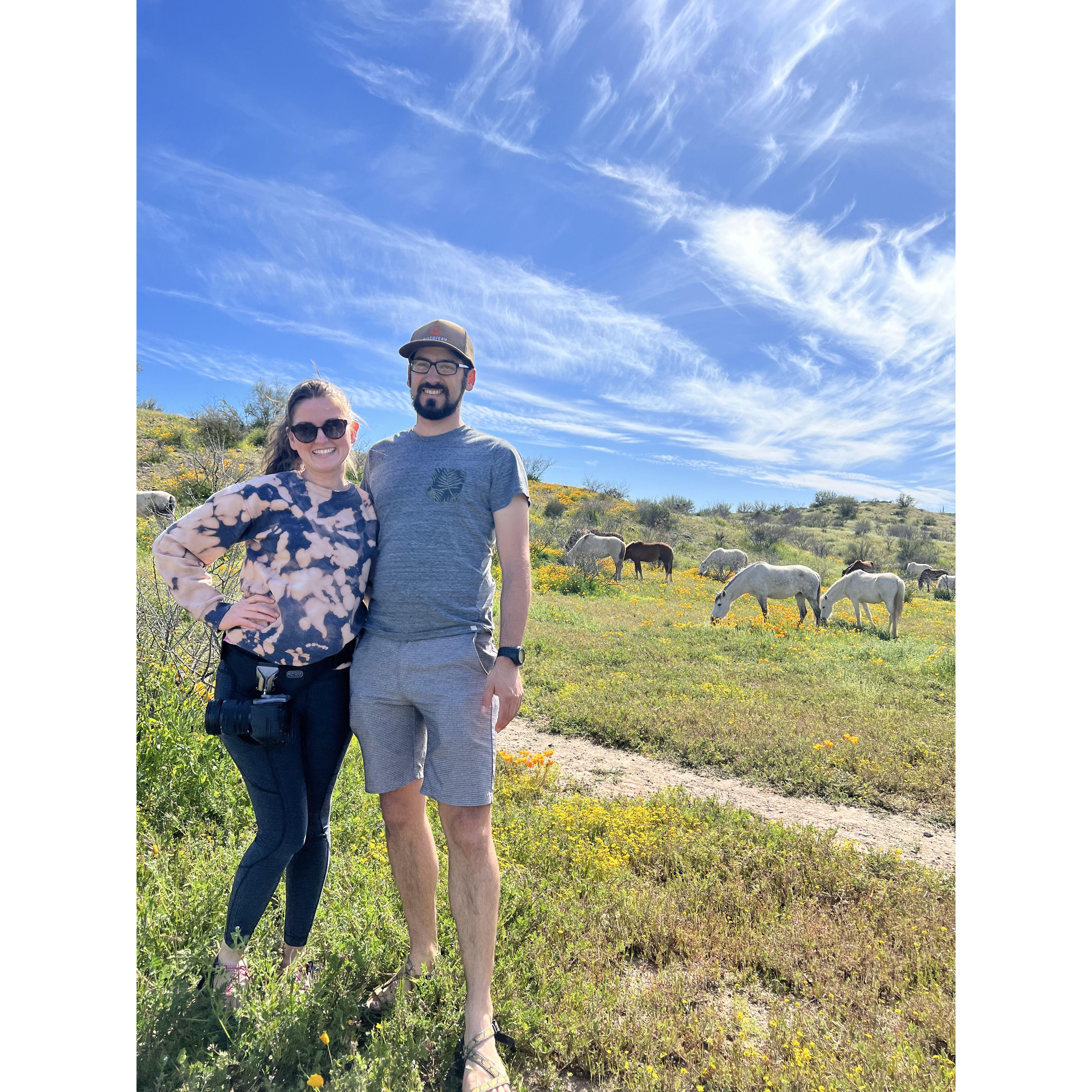 Wildflowers and wild horses