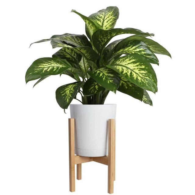 Dieffenbachia Plant in White Cylinder Pot