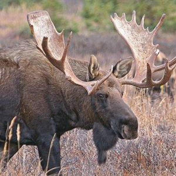 Moose Hunt Honeymoon pt 2