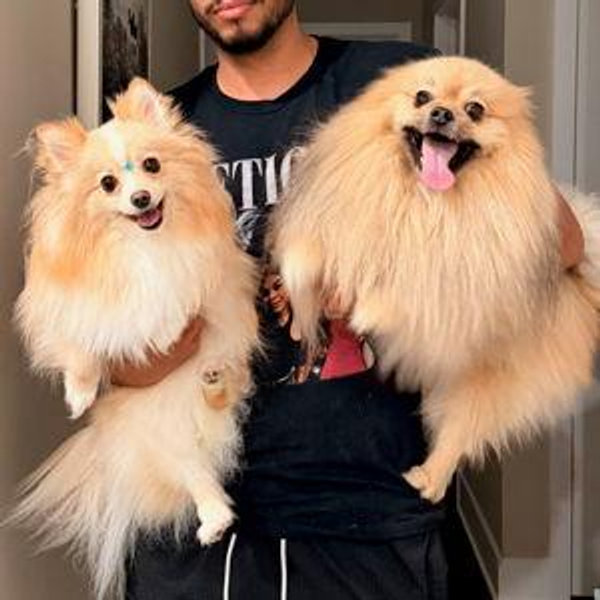 Uma semana com Nick e kiara para dar folga aos noivos