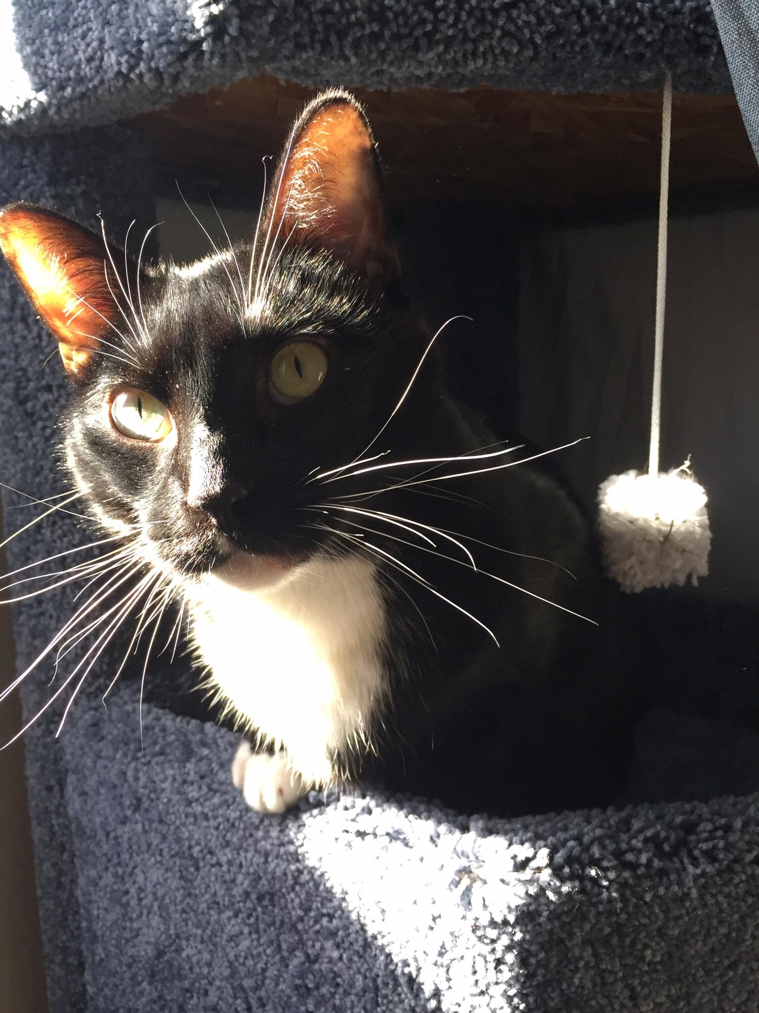 Our first child, Tuxedo. He's quite the troublemaker and loves to torture his brother!