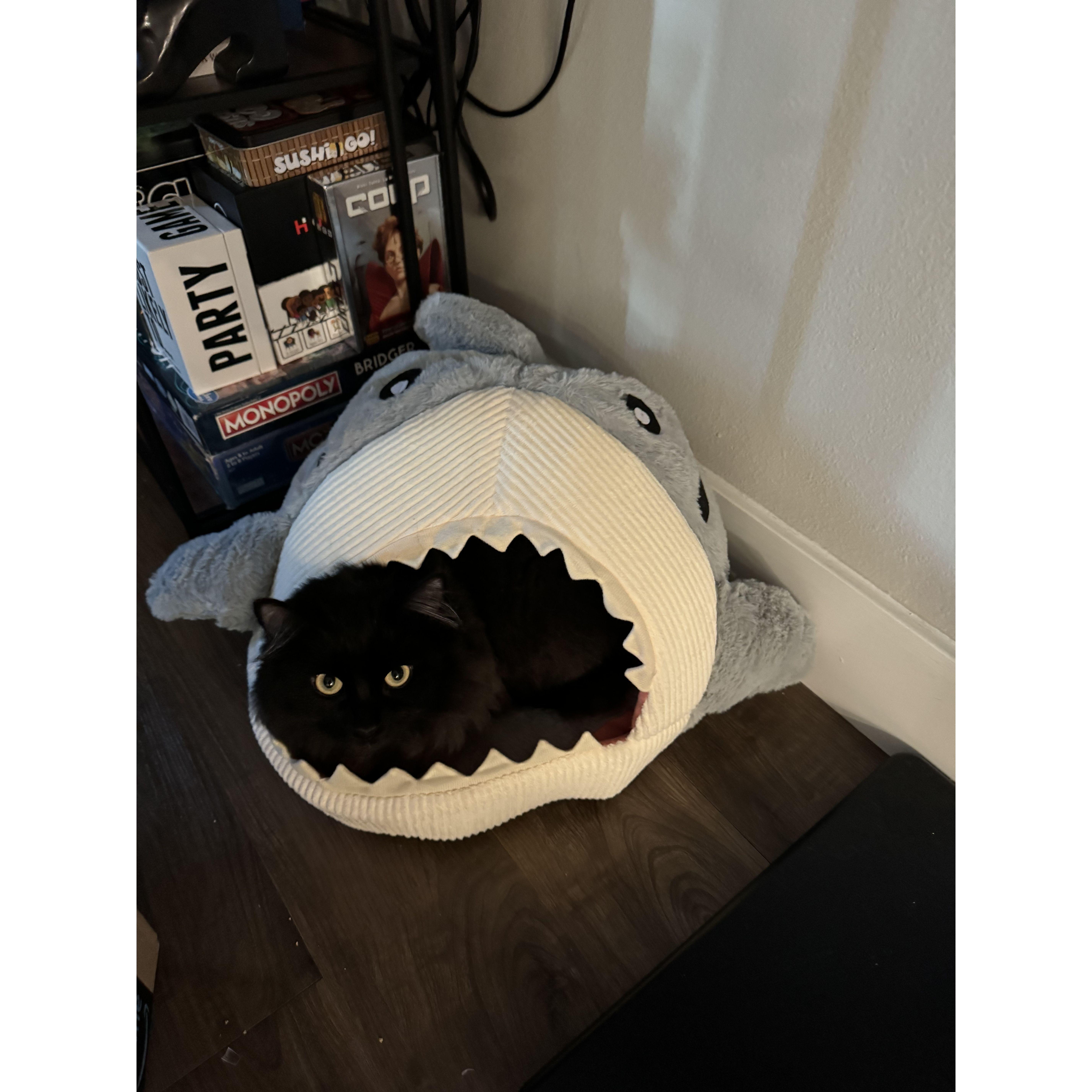 Duh nuh....duh nuh...