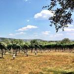 Perissos Vineyard and Winery