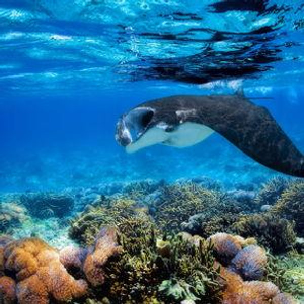 Swimming with the Manta Rays & Reef Sharks