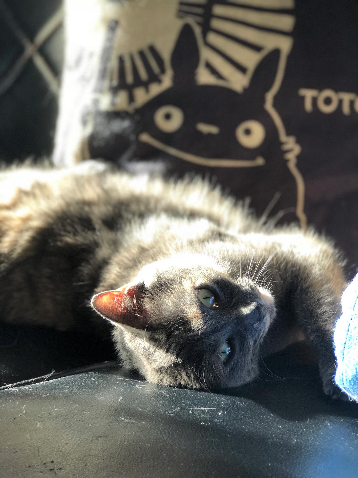 Eloise