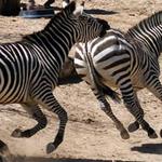 El Paso Zoo and Botanical Gardens