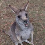 Kentucky Down Under Adventure Zoo