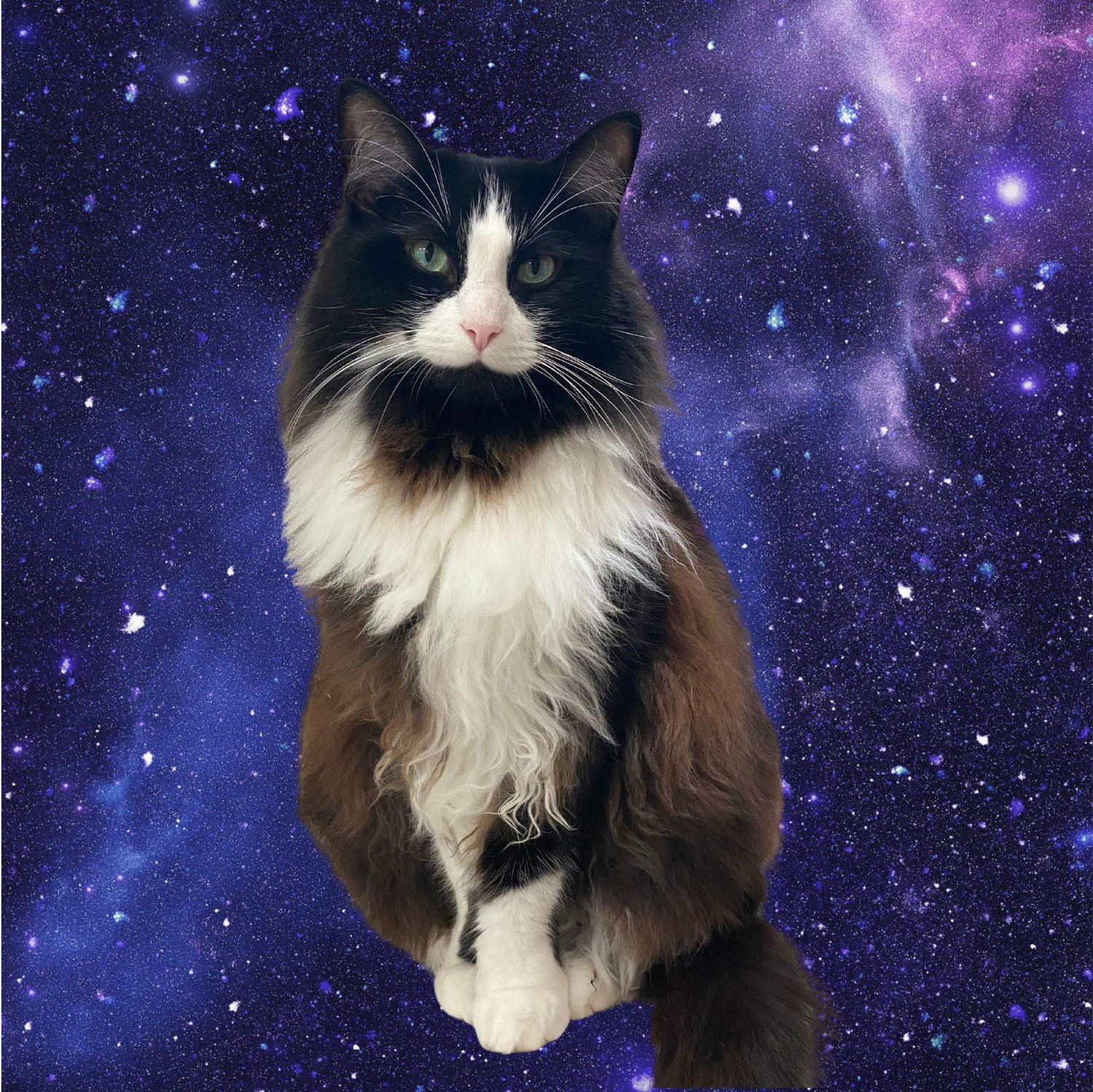 Prince Baloo. Most beautiful, special, perfect boy in the world who has never done anything wrong.