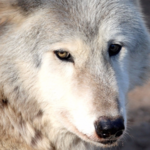 St Francis Wolf Sanctuary