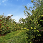 Lyman Orchard Pick Your Own