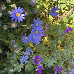 Alta Vista Botanical Gardens