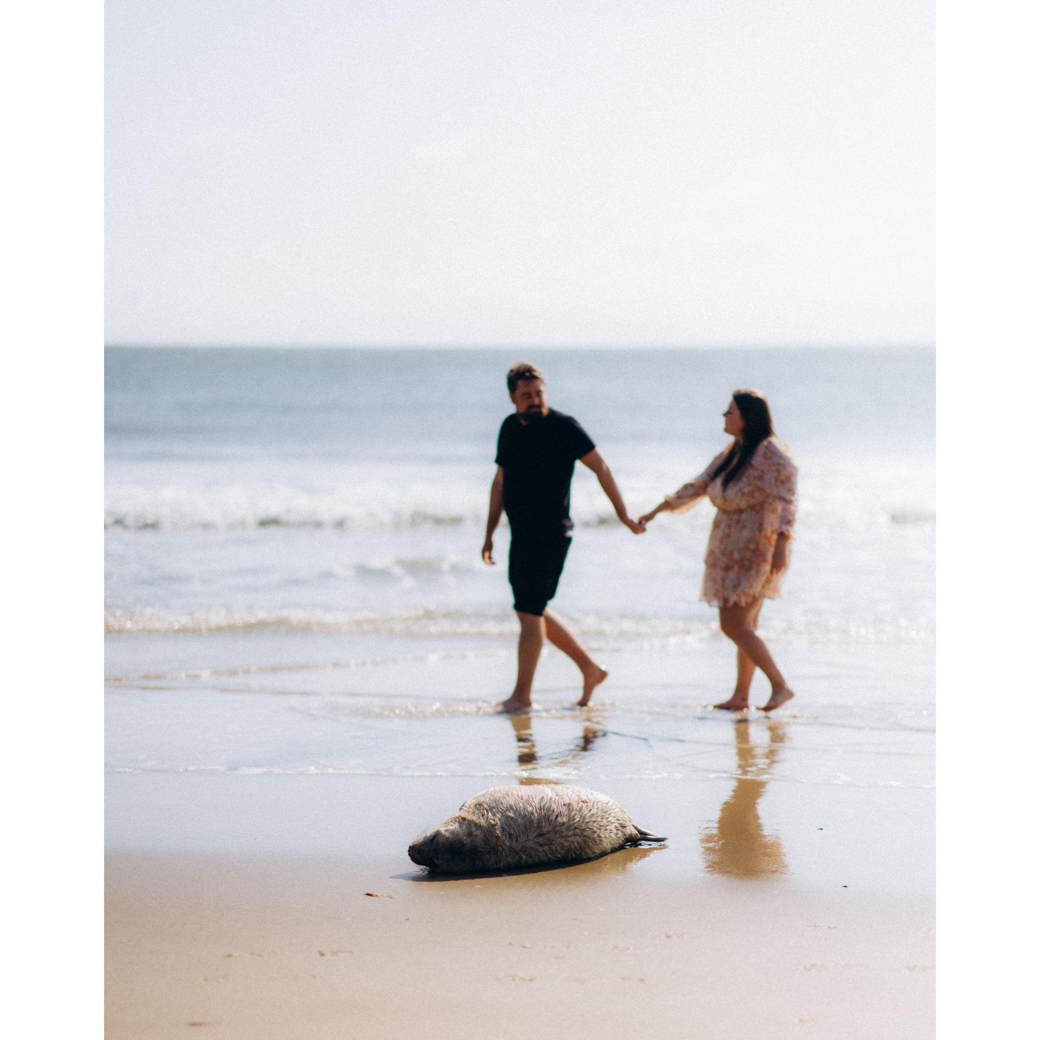 We spotted a baby seal on the beach we got engaged on. He watched as we got engaged!