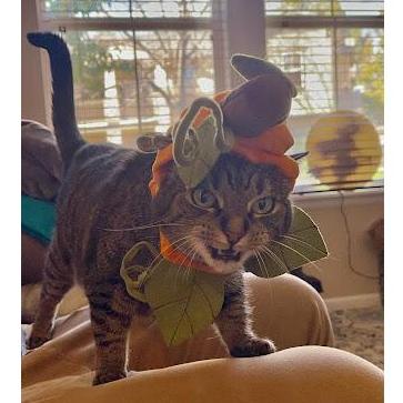 You could say that we're all really into Halloween around here. (...Salem was so mad!)