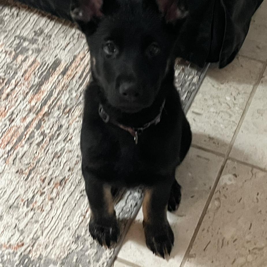 Heineken as a little pup when we first rescued him !