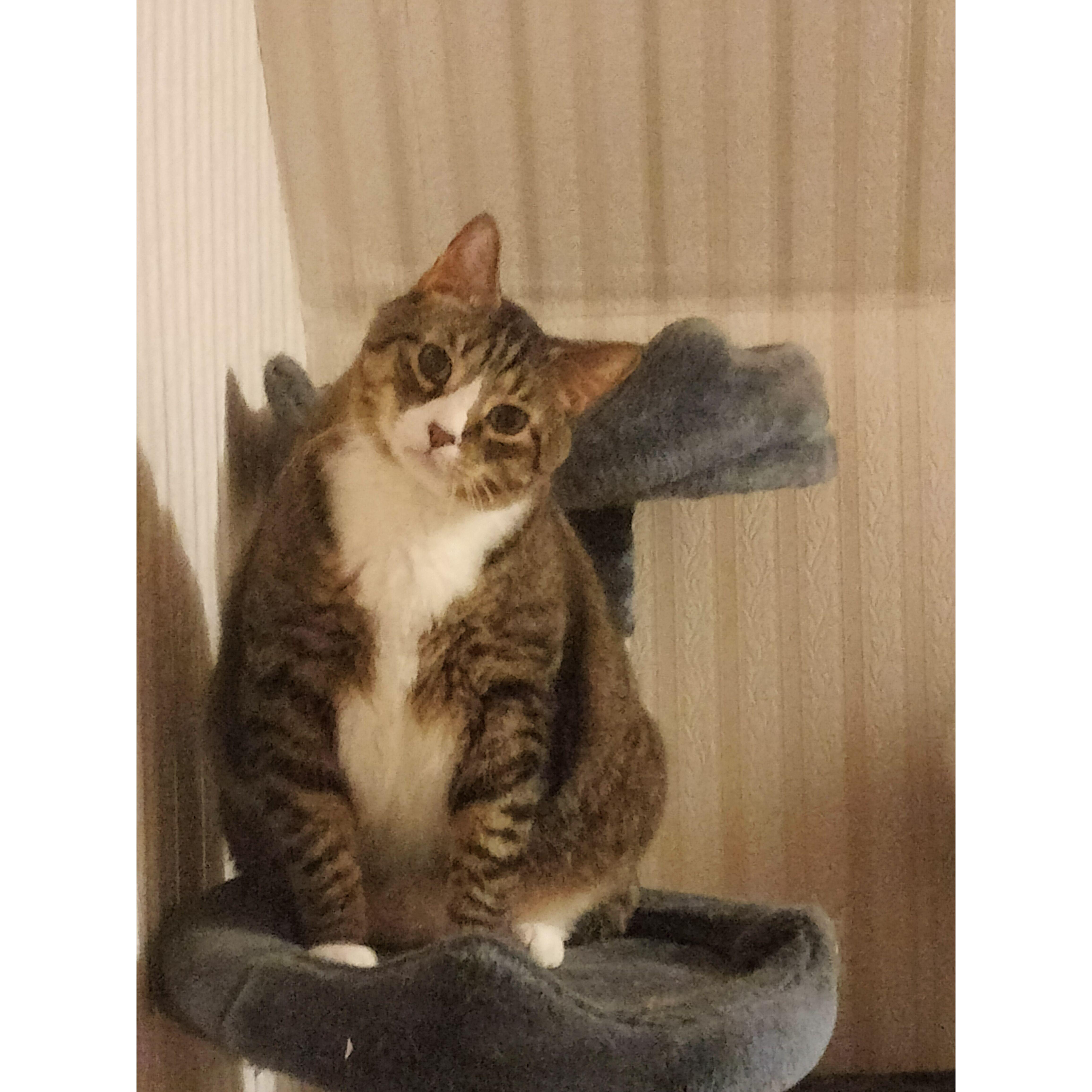 Baxter