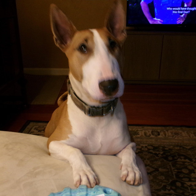 Treats, Food, New Toys, Vet Visits for Cash