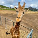 Malibu Wine Safaris