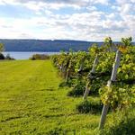 Seneca Lake Wine Trail