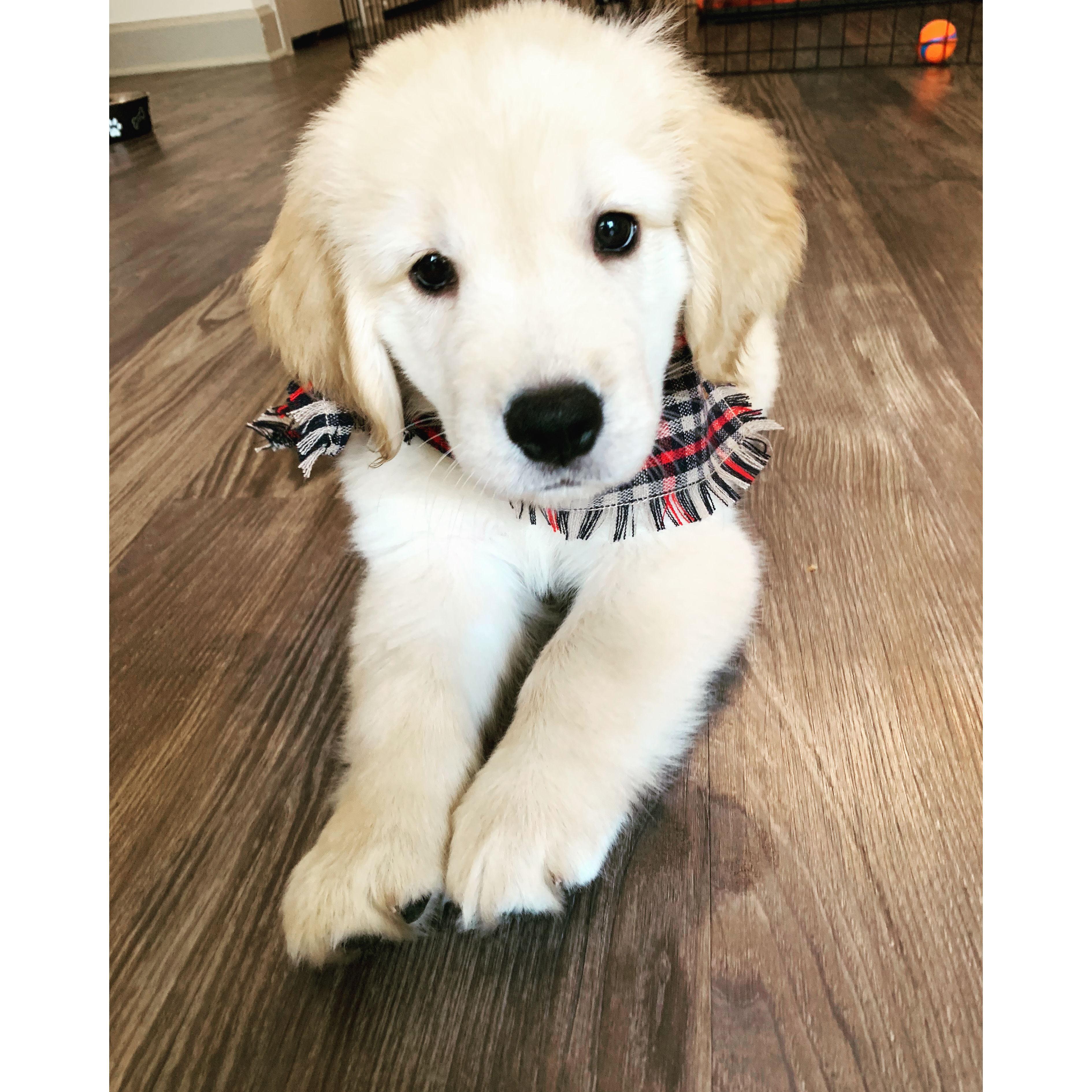 2019: The Year We Became a Family #DogMom #DogDad