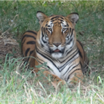 Bannerghatta Zoo