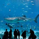 The Dallas World Aquarium