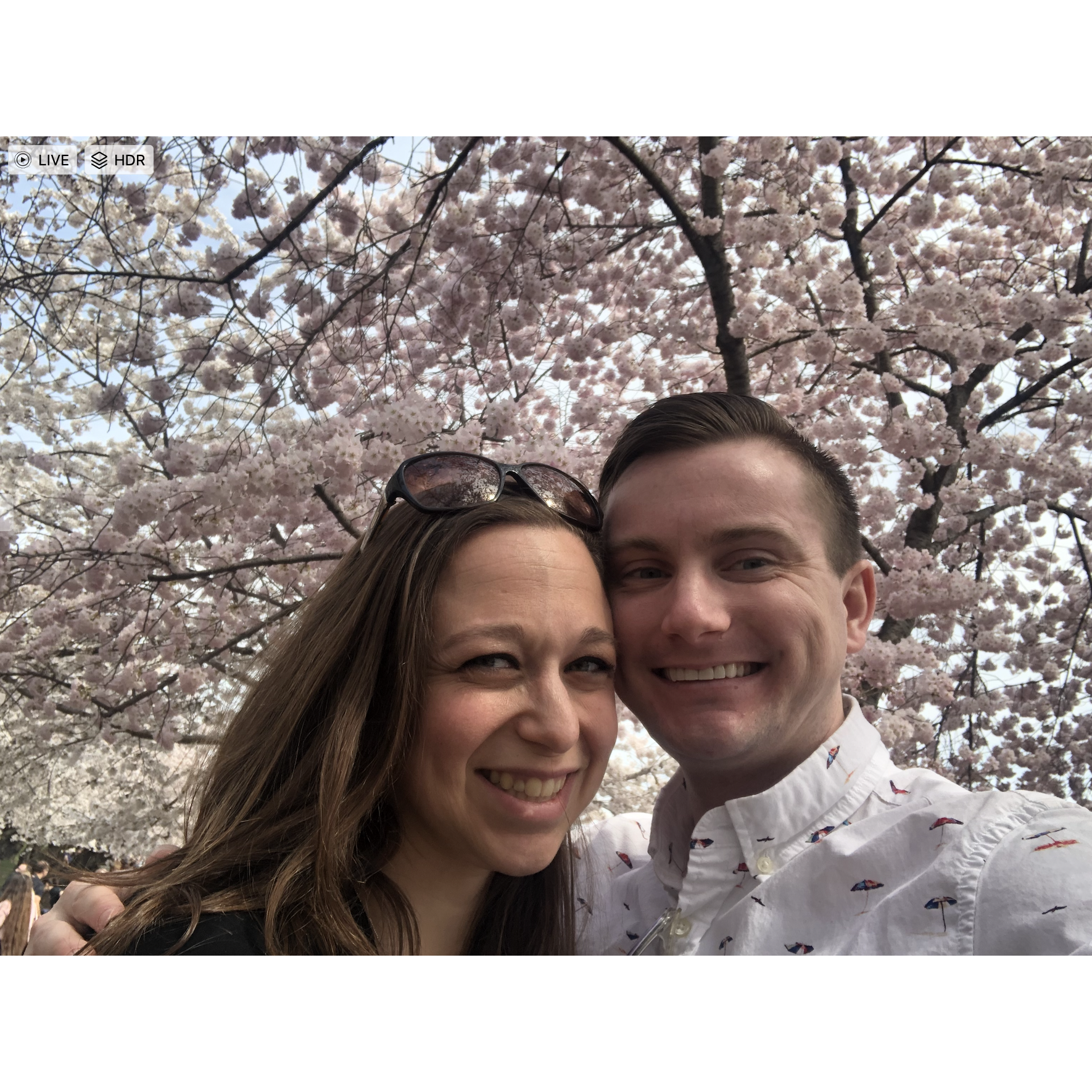Cherry Blossoms in DC