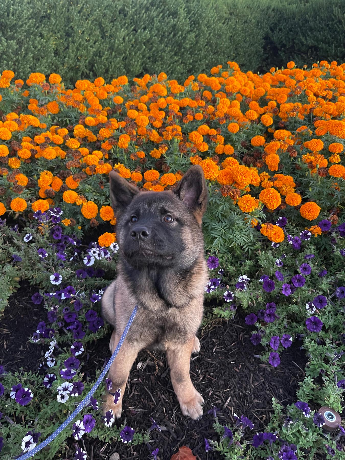 Our newly adopted puppy, Kona!