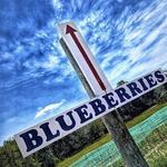 Drazen Orchards
